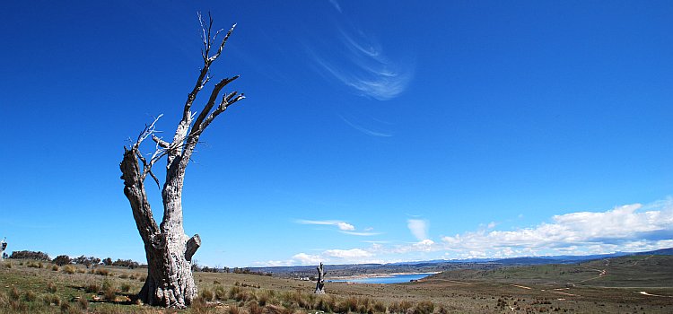 Dead tree overlooking Lake Eucumbean